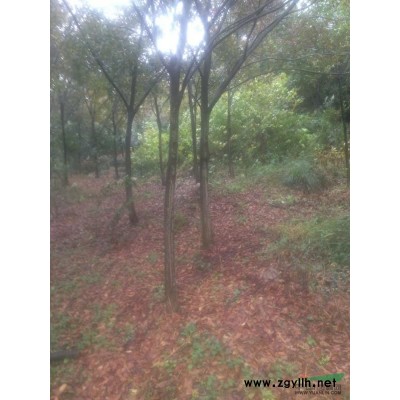 南京浦口，大量供应雪松，广玉兰，红叶石楠，大叶女贞，栾树等