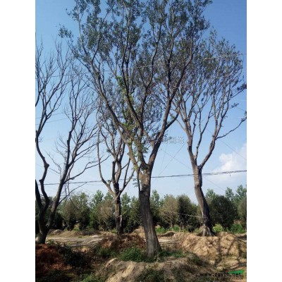 南京 雪松2*新价格/南京 雪松2报价