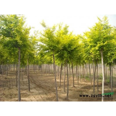 栾树供应/栾树图片