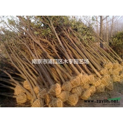 五米雪松  六米雪松大量供应  苗圃货