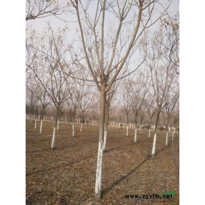 栾树1行情报价\栾树1图片展示