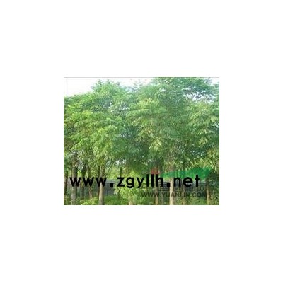 雪松，雪松价格行情，雪松价格与市场分析。图1
