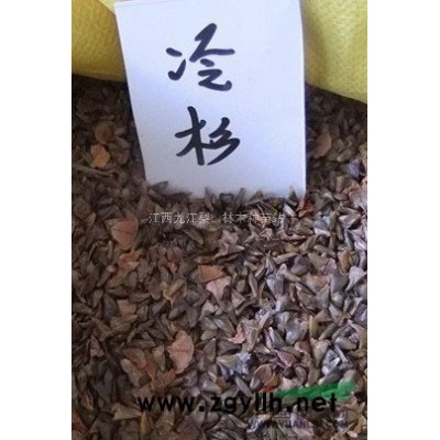 雪松种子价格行情 九江雪松种子供应