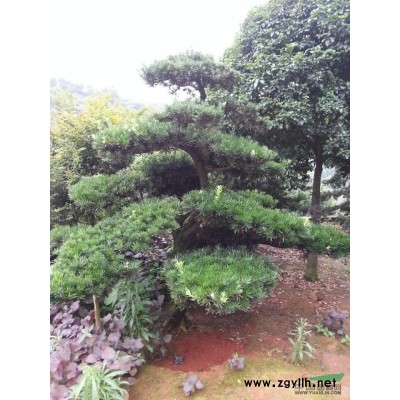 湖南栾树价格*便宜，大量栾树供应