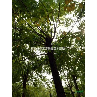 河北保定批发国槐价格 国槐基地