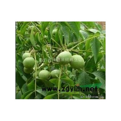 供应优质柳树苗/杨树苗/白皮松/侧柏/油松