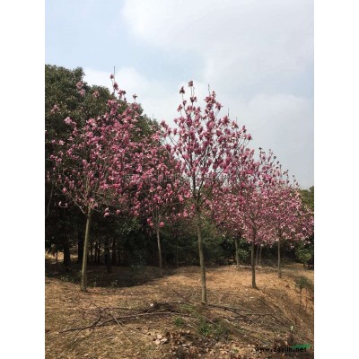 江苏国槐树价格 供应江苏国槐树供应 出售江苏南京国槐树