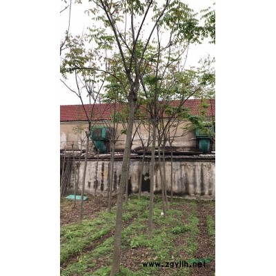 黄山栾树给钱就卖