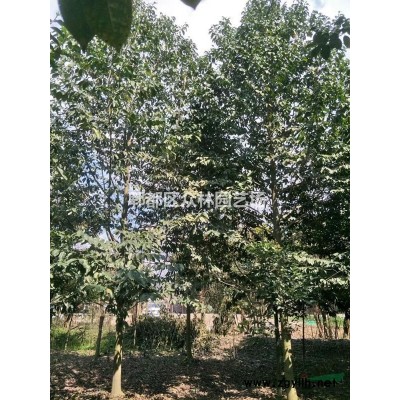 四川成都栾树价格，栾树摇钱树基地批发