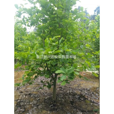 浙江黄山栾树信息