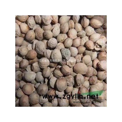 *新供应 白皮松种子价格