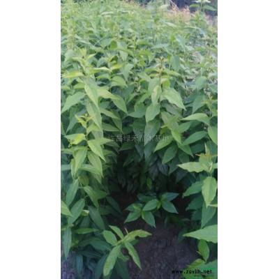 国槐*新价格/国槐报价