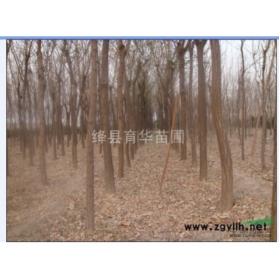 山丁子种子【山丁子种子批发】白皮松种子