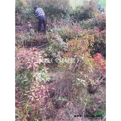 今天4车货发往南京工地的精品香樟、广玉兰、枫香、国槐，