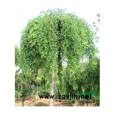 供应雪松、三角枫、国槐等各种工程苗