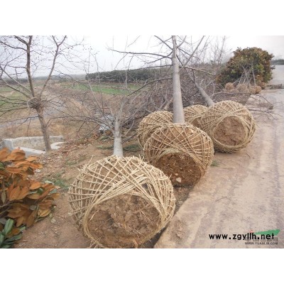 樱花海桐银杏金合欢国槐栾树棕榈的供应信息