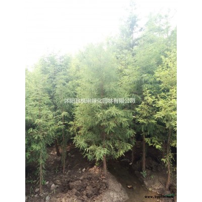 栾树 黄山栾树基地行情报价北京栾树 江苏栾树基地图片展示