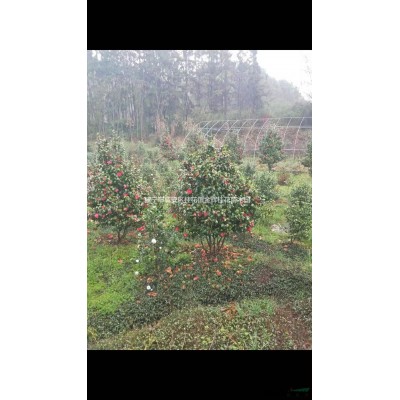 长期大小规格桂花树，香樟树，朴树，栾树，红叶石楠等绿化苗