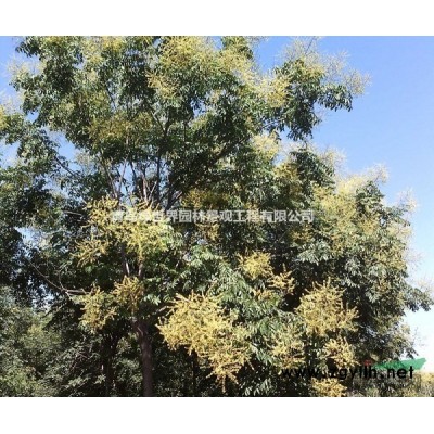 山东青岛市大国槐胸径15-20公分国槐