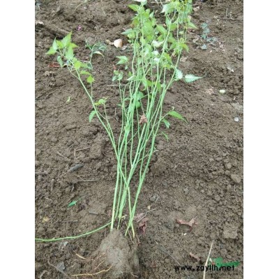 乌桕树，大叶女贞，红梅，举树，栾树，美人梅，紫叶桃，