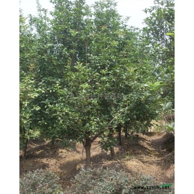 供应栾树 黄山栾树大量供应 九江栾树基地 量大价低