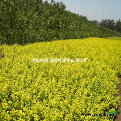 国槐、金丝柳、栾树、