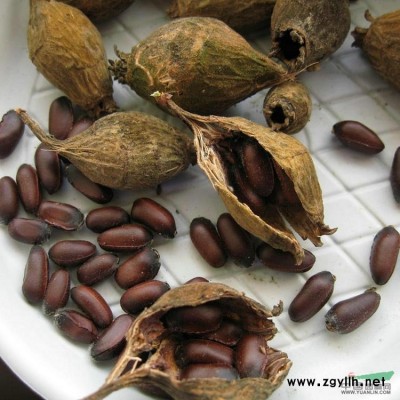 新采收槐树种子 刺槐种子 红花槐 黄花槐 国槐树种子 包发芽