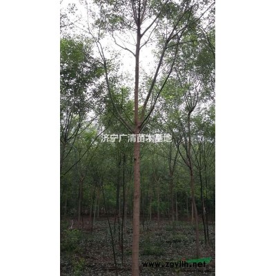 小国槐-2-3-4-5-6-7-8-9-10公分