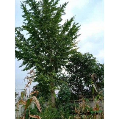 丛生栾树，产地四川