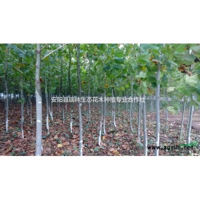 低价出售2公分国槐小苗