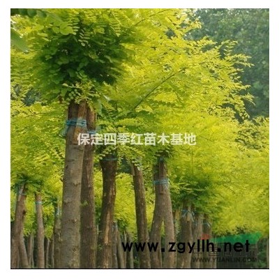 栾树价格—北栾价格—*新栾树报价