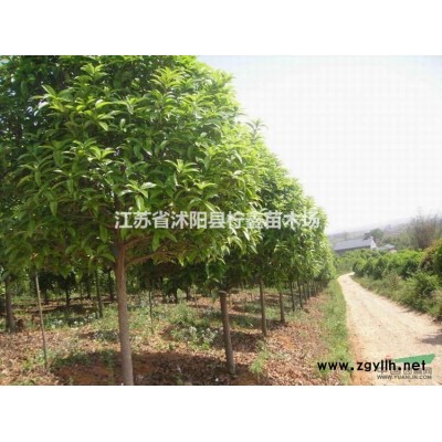 绣线菊 香樟 银杏 国槐 大叶女贞 高杆女贞