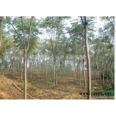 优品“栾树”苗木/栾树*新价格/九江苗木基地