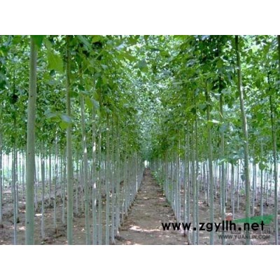 老式国槐8到12公分