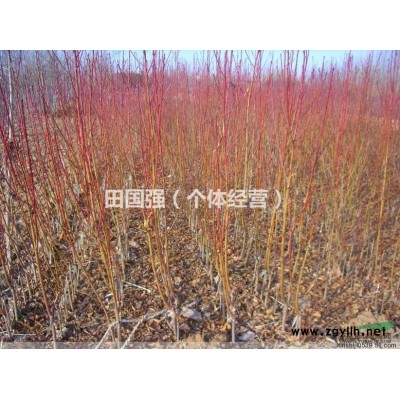 100亩国槐 1、2、3、4、5公分处理