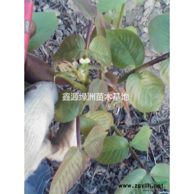 出售国槐苗 3-6公分国槐苗 国槐苗价格