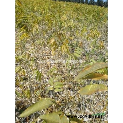 江西供应黄山栾树种子规格*