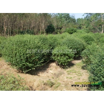 供应杨树苗、樱花苗、红叶李苗、玉兰苗、国槐苗、法桐苗