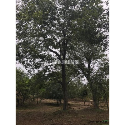 江苏南京小栾树*新报价/南京小栾树图片