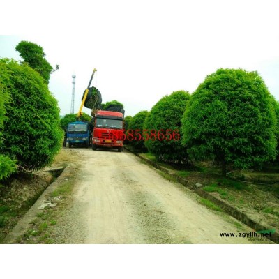 浙江地区供3-20公分栾树