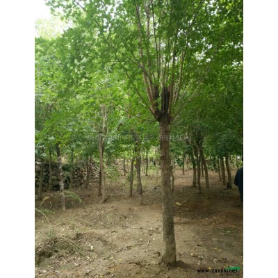 河南黄山栾树信息