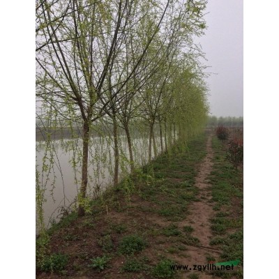 栾树 湖北栾树 栾树价格