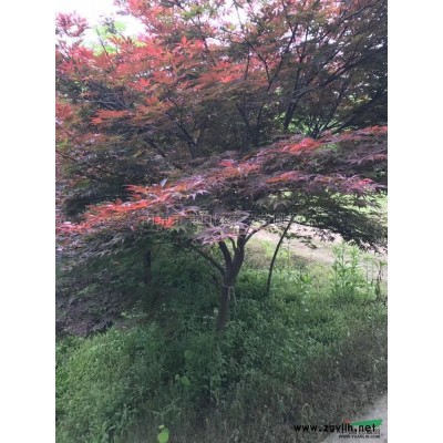 南京 栾树供应/南京 栾树图片