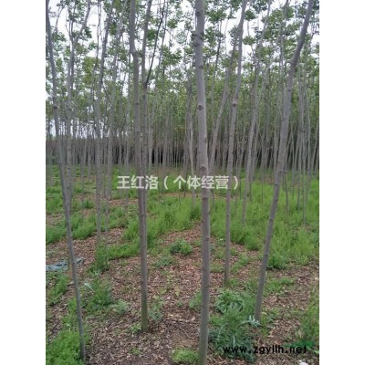 出售河南周边黄山栾树5以上的