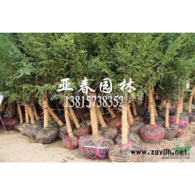 厂家直销优质黄山栾树种子 发芽率高 质量保障 量大从优