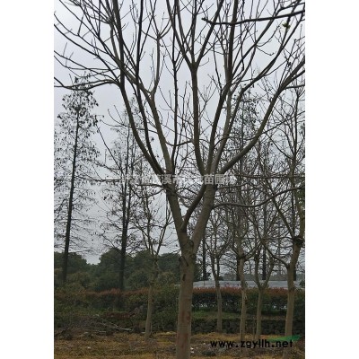 浙江慈溪供应栾树