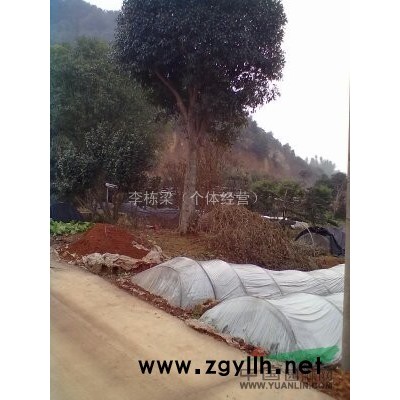 丹桂、八月桂、月月桂、大叶樟、移植香樟、广玉兰、栾树、罗汉松