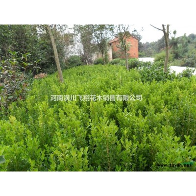 供应黄山栾树.广玉兰.桂花