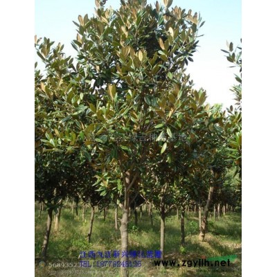 黄山栾树*新价格/黄山栾树报价