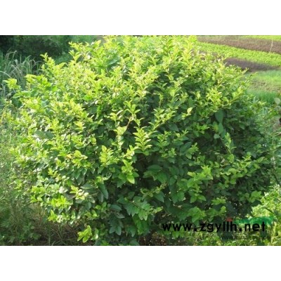 栾树价格 栾树批发 山西栾树 山西栾树价格